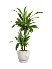 elho White Amber Grail Indoor and Outdoor Plant Pot - Image 3 of 6