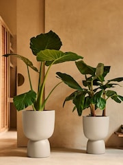 elho White Amber Coupe Indoor and Outdoor Plant Pot - Image 2 of 6