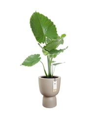 elho Beige Amber Coupe Indoor and Outdoor Plant Pot - Image 3 of 5