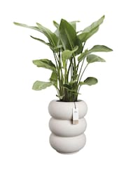 elho White Amber Roll High Indoor and Outdoor Plant Pot - Image 2 of 6