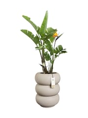 elho Beige Amber Roll High Indoor and Outdoor Plant Pot - Image 3 of 6