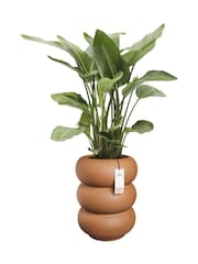 elho Brown Amber Roll High Indoor and Outdoor Plant Pot - Image 3 of 6