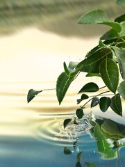 Estée Lauder Tender Light Eau de Parfum Spray 4ml - Image 3 of 5