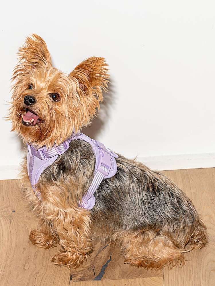 Wild One Purple Purple Harness - Image 1 of 3