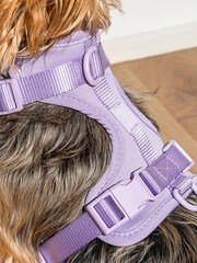 Wild One Purple Purple Harness - Image 2 of 3