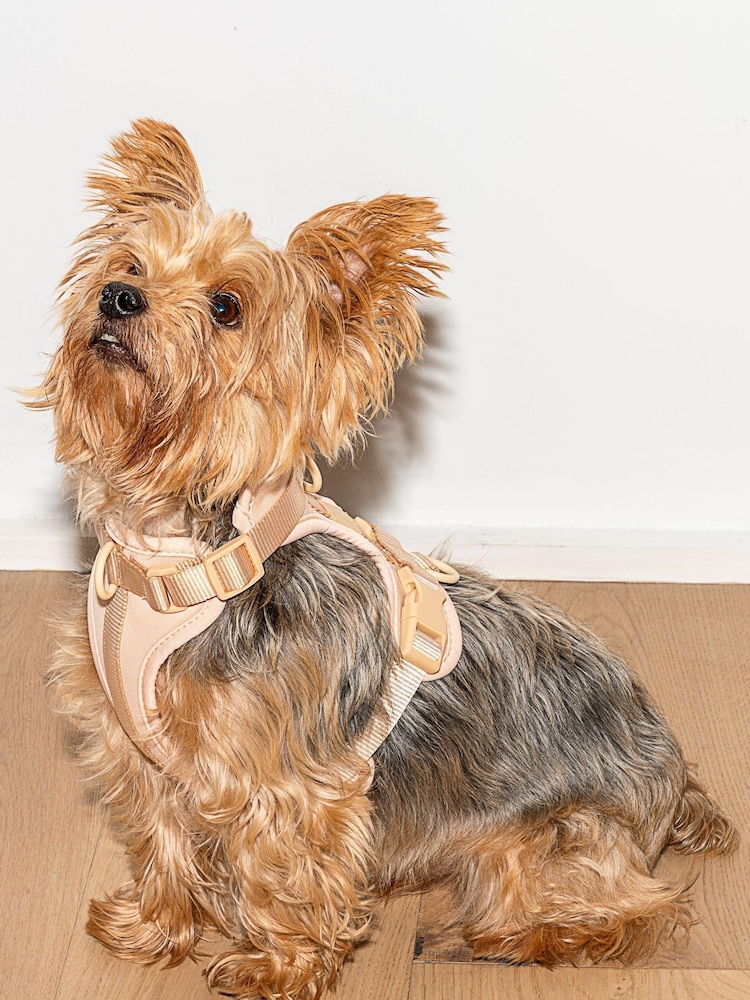 Wild One Tan Brown Tan Harness - Image 1 of 4