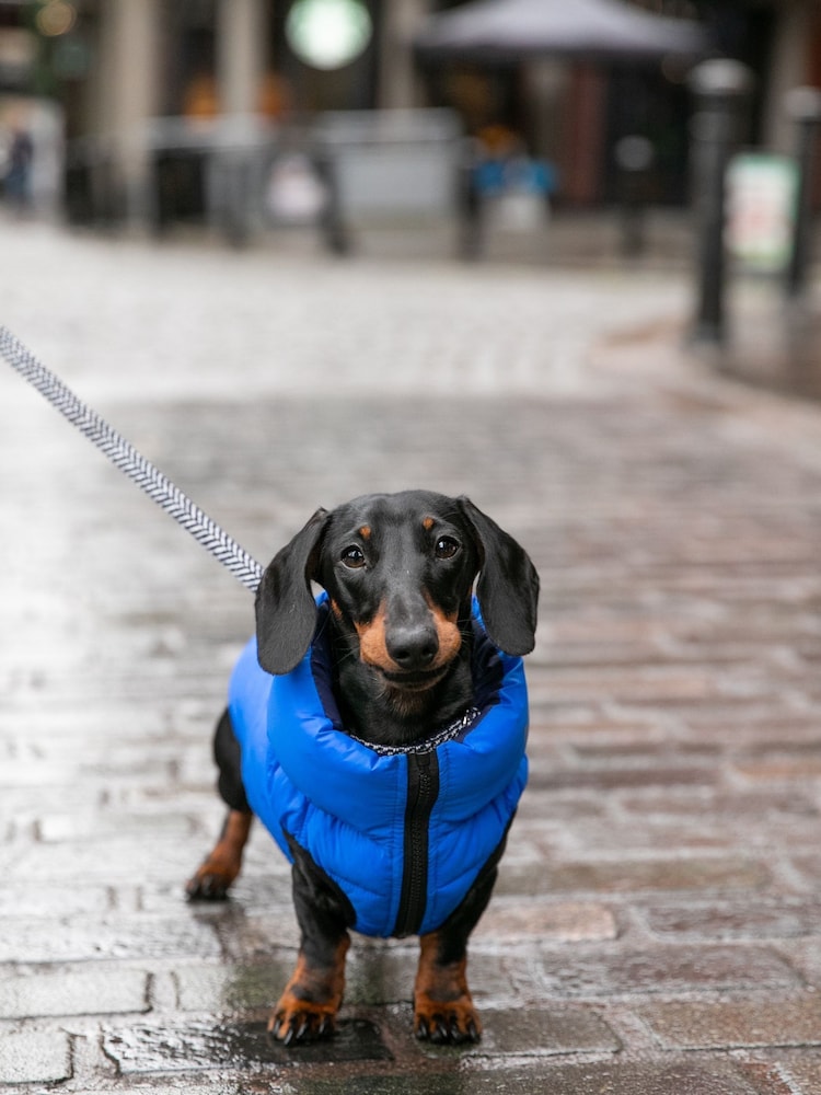 Blue Hugo & Hudson Reversible Padded Dog Coat - Image 1 of 4