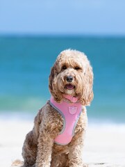Hugo & Hudson Pink Mesh Dog Harness - Image 1 of 4
