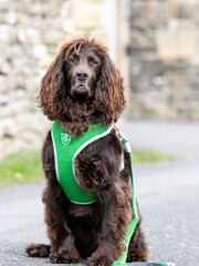 Hugo & Hudson Green Dog Harness - Image 1 of 4