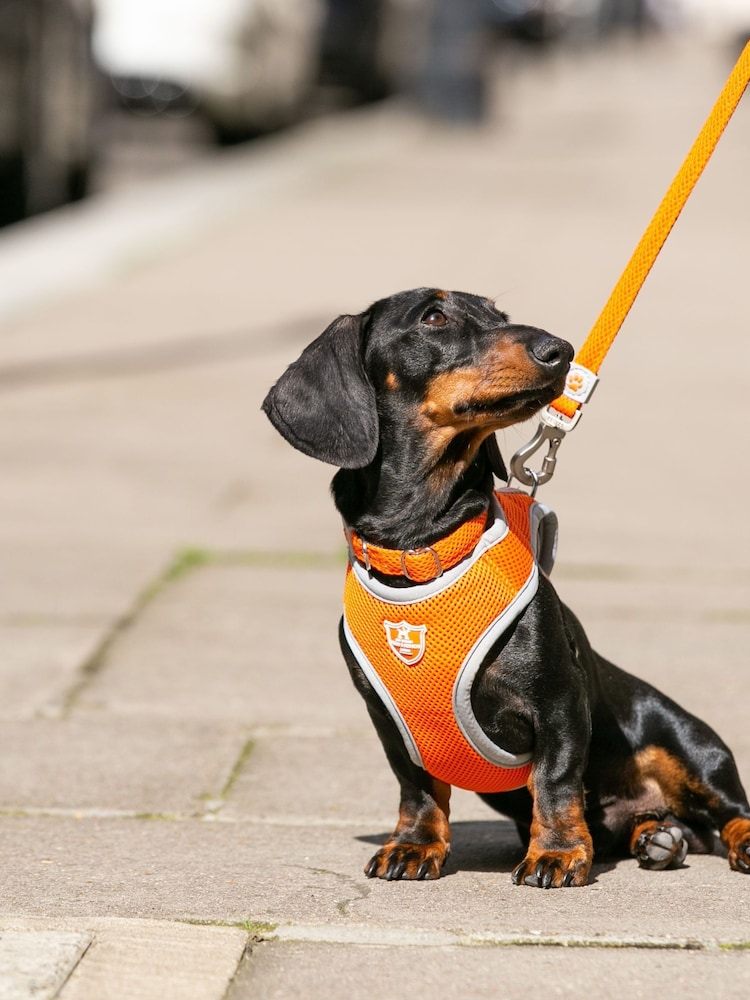Hugo & Hudson Orange Mesh Dog Harness - Image 9 of 9