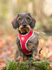 Hugo & Hudson Red Mesh Dog Harness - Image 1 of 4
