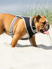 Hugo & Hudson Black Mesh Dog Collar - Image 1 of 4