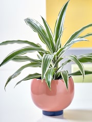 Novogratz Pink/Blue Medium Plant Pot - Image 1 of 3