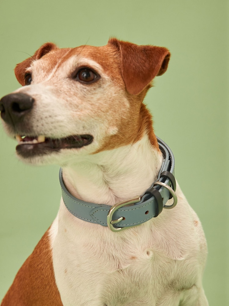 Blue Leather Dog Collar - Image 1 of 3 Blue Leather Dog Collar - Image 1 of 3