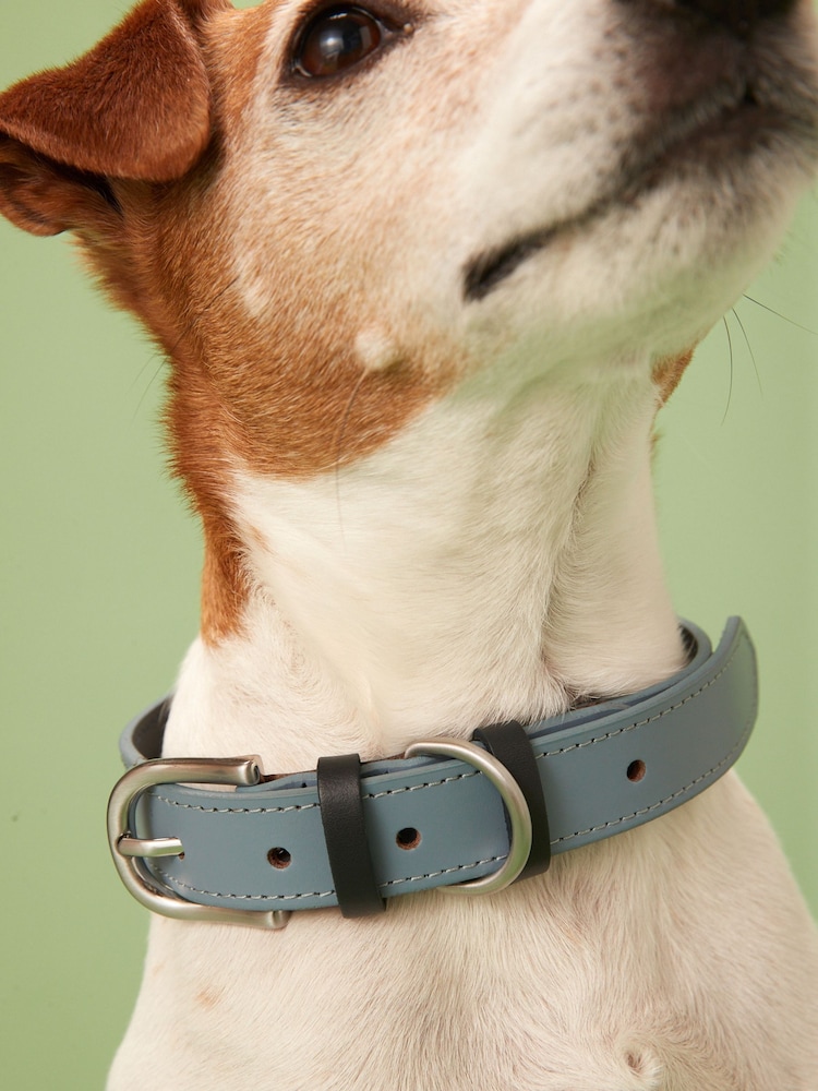 Blue Leather Dog Collar - Image 2 of 3 Blue Leather Dog Collar - Image 2 of 3