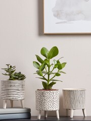 Cox & Cox Black Garden Three Monochrome Standing Planters - Image 1 of 7