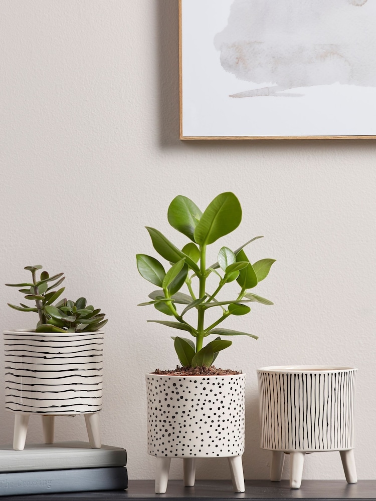 Cox & Cox Black Garden Three Monochrome Standing Planters - Image 1 of 7