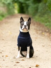 Hugo & Hudson Blue Fleece and Knit Dog Jumper - Image 3 of 4