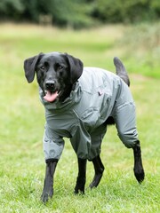 Hugo & Hudson Grey Teal Protective Dog Overalls - Image 3 of 4