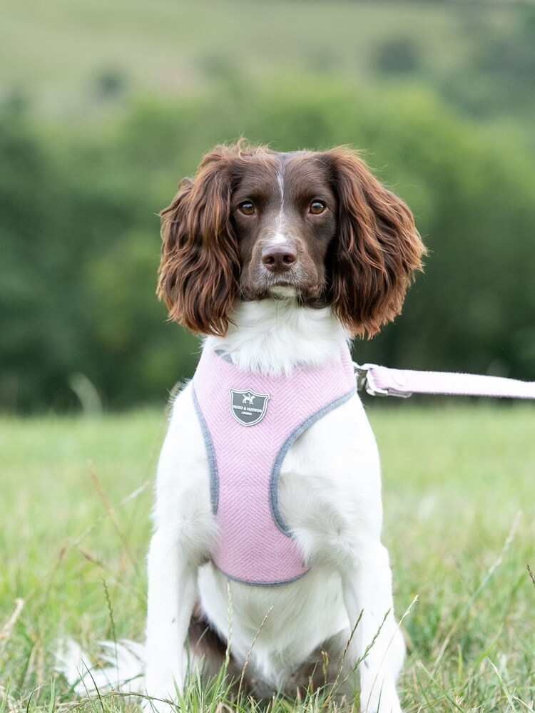 Hugo & Hudson Navy Mesh Dog Harness - Image 1 of 4