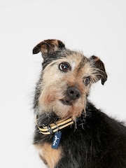 Joules Small Yellow Stripe Durable Dog Collar - Image 1 of 4