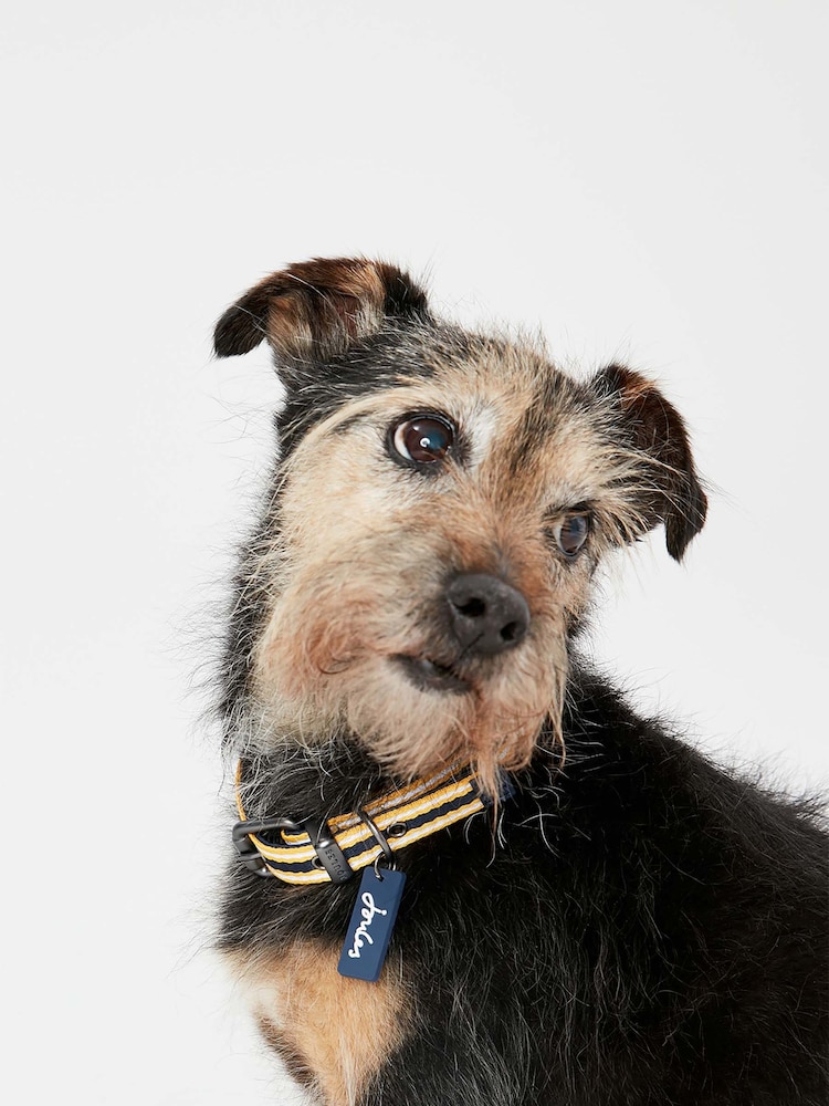Joules Small Yellow Stripe Durable Dog Collar - Image 1 of 4