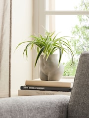 Grünlilien-Kunstblume in einem Topf in Betonoptik mit Gesäßform - Bild 2 von 4