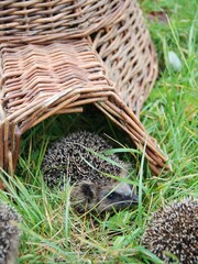 Fallen Fruits Brown Garden Hedgehog House - Image 1 of 3