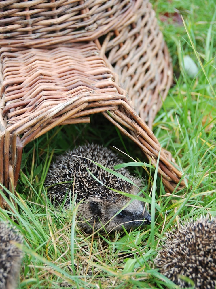 Fallen Fruits Brown Garden Hedgehog House - Image 1 of 3