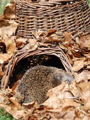 Fallen Fruits Brown Garden Hedgehog House - Image 2 of 3
