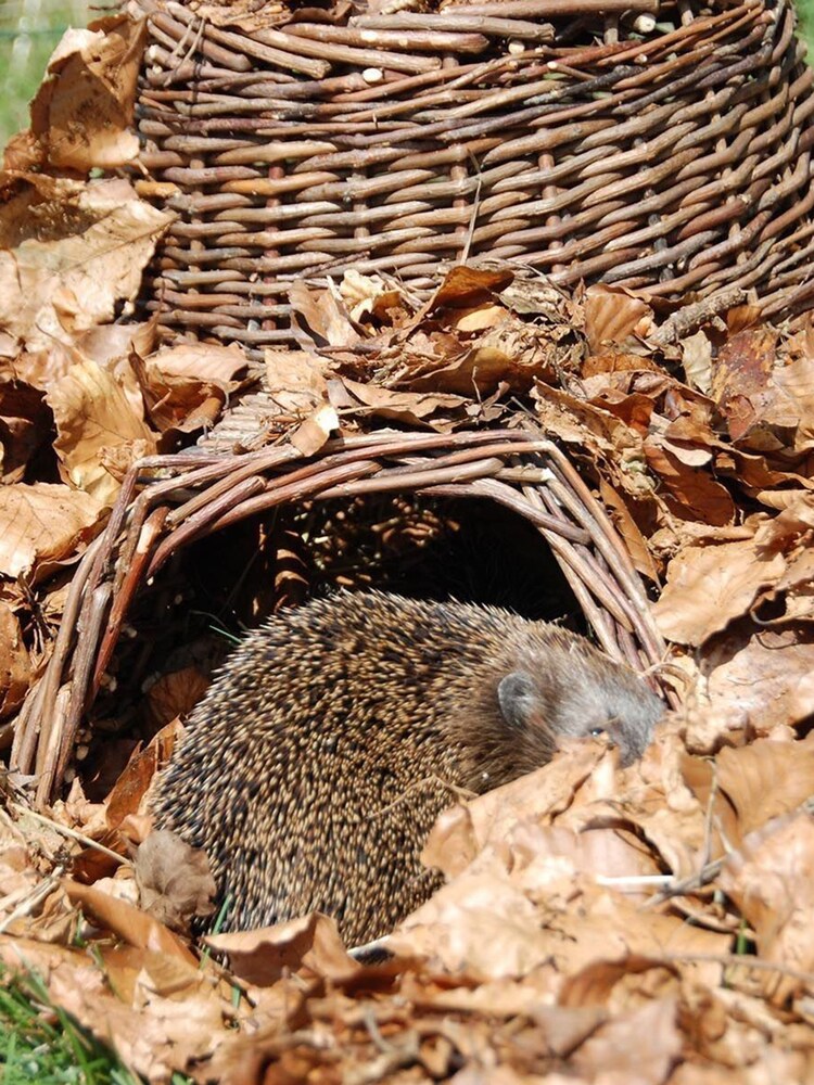 Fallen Fruits Brown Garden Hedgehog House - Image 2 of 3