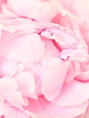 Arena Flowers Pink Peonies Letterbox Bouquet - Image 2 of 5
