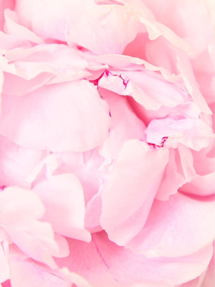 Arena Flowers Pink Peonies Letterbox Bouquet - Image 2 of 5