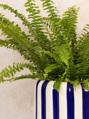 PATCH Cobalt Bertie Boston Fern Plant 'Striped' Pot - Image 2 of 4