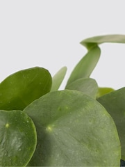PATCH Blue Penny Chinese Money Plant in Green Fracture Pot - Image 4 of 4