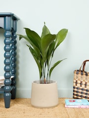 PATCH Grey Howard Cast Iron Plant Medium Clay Pot - Image 1 of 4