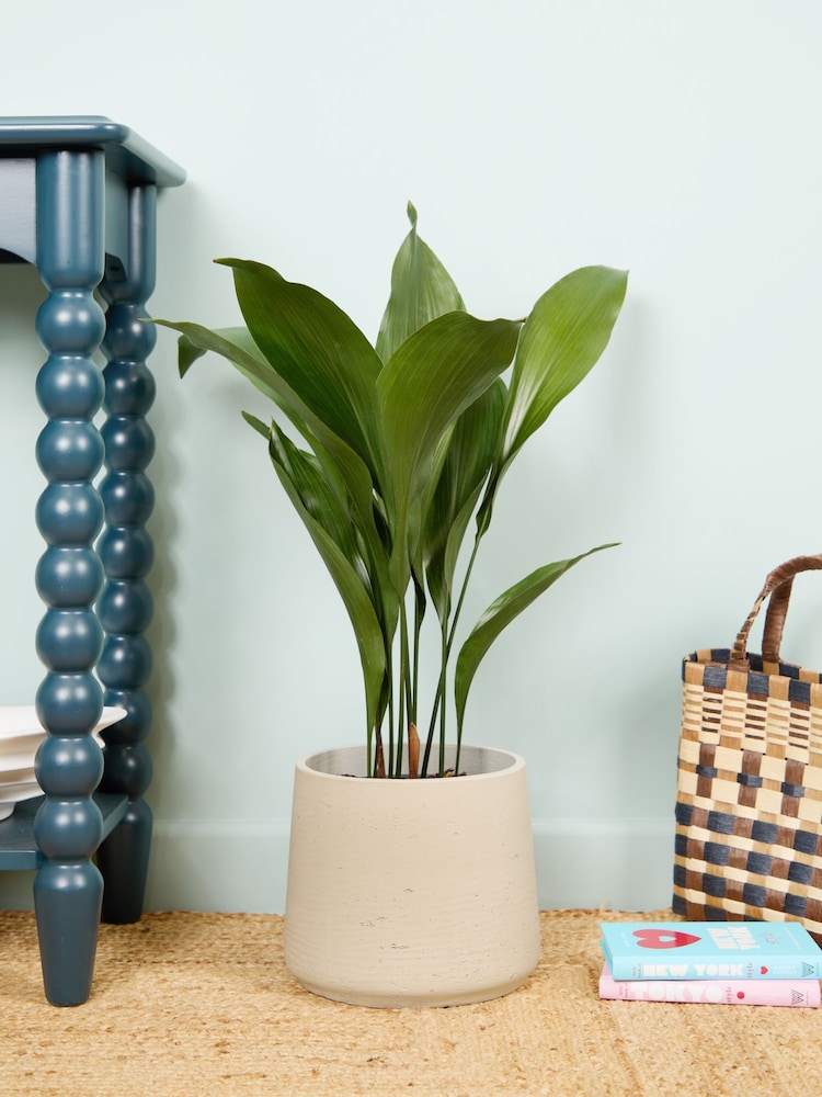 PATCH Grey Howard Cast Iron Plant Medium Clay Pot - Image 1 of 4 PATCH Grey Howard Cast Iron Plant Medium Clay Pot - Image 1 of 4