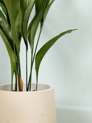 PATCH Grey Howard Cast Iron Plant Medium Clay Pot - Image 2 of 4