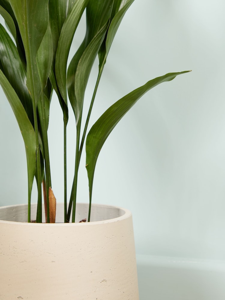 PATCH Grey Howard Cast Iron Plant Medium Clay Pot - Image 2 of 4 PATCH Grey Howard Cast Iron Plant Medium Clay Pot - Image 2 of 4