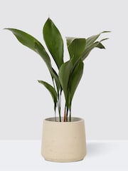 PATCH Grey Howard Cast Iron Plant Medium Clay Pot - Image 3 of 4