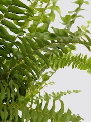 PATCH Brown Bertie Boston Fern Plant 'Striped' Pot - Image 4 of 4