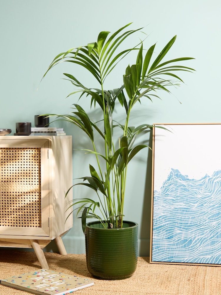 PATCH Green Big Ken Kentia Palm Plant Large In Ceramic Glazed Pot - Image 1 of 4