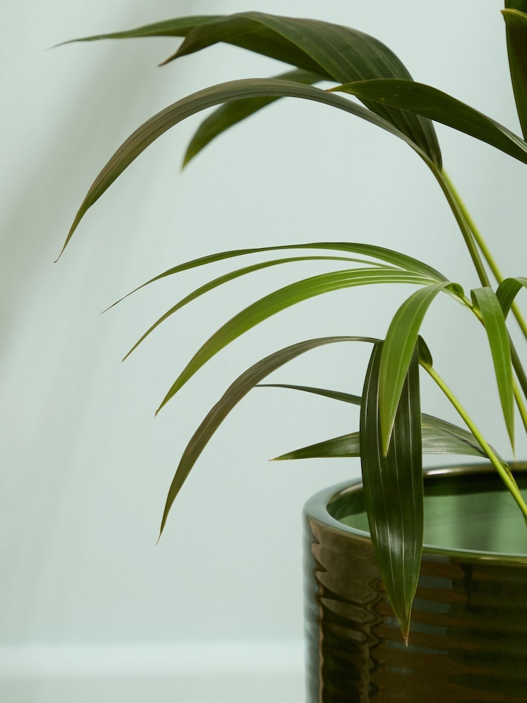 PATCH Green Big Ken Kentia Palm Plant Large In Ceramic Glazed Pot - Image 2 of 4