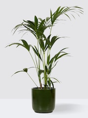 PATCH Green Big Ken Kentia Palm Plant Large In Ceramic Glazed Pot - Image 3 of 4