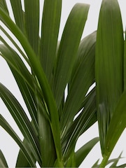 PATCH Green Big Ken Kentia Palm Plant Large In Ceramic Glazed Pot - Image 4 of 4