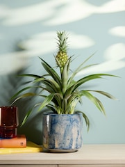 PATCH Blue Pina Pineapple Plant In Fracture Pot - Image 1 of 4