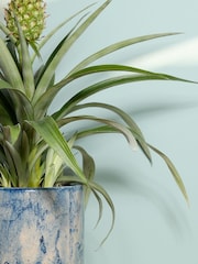 PATCH Blue Pina Pineapple Plant In Fracture Pot - Image 2 of 4