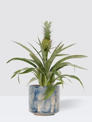 PATCH Blue Pina Pineapple Plant In Fracture Pot - Image 3 of 4
