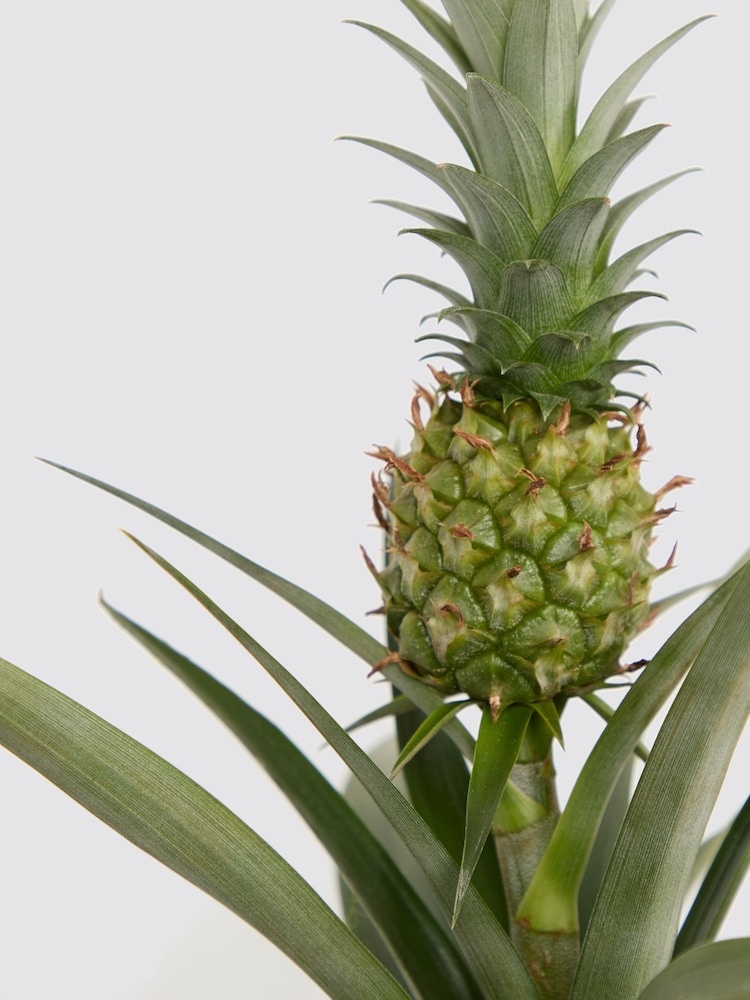 PATCH Blue Pina Pineapple Plant In Fracture Pot - Image 4 of 4