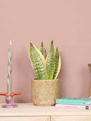 PATCH Stone Susie Snake Plant Fracture Pot - Image 1 of 4